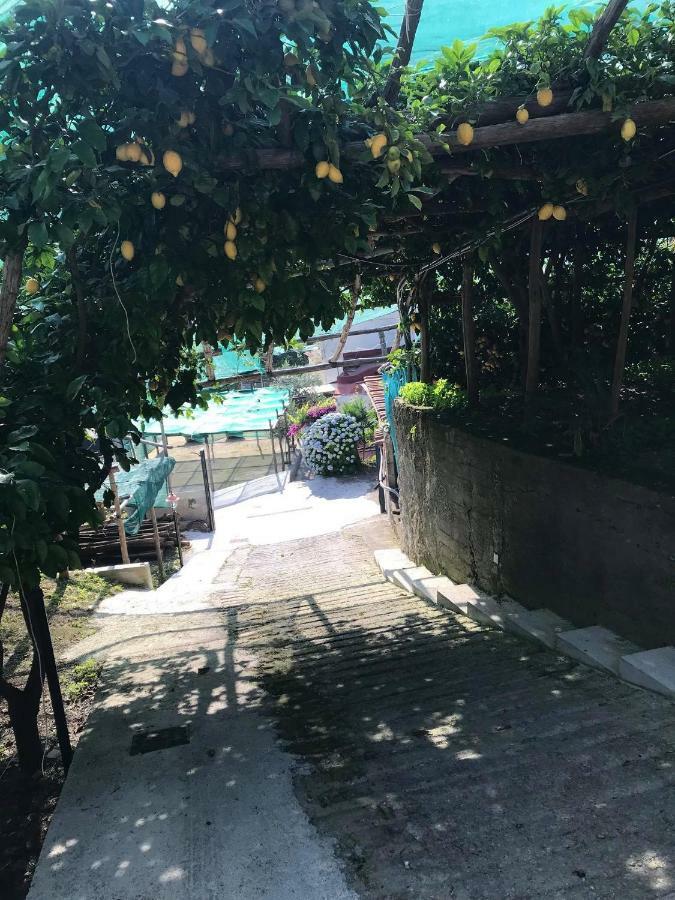 Апартаменты Il Limoneto Di Teresa Amalfi Coast Майори Экстерьер фото